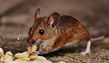 Find Exterminators in Williamsburg County